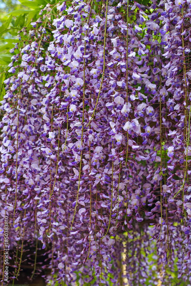 Φωτογραφία Beautiful hanging racemes of purple Wisteria floribunda, close up
