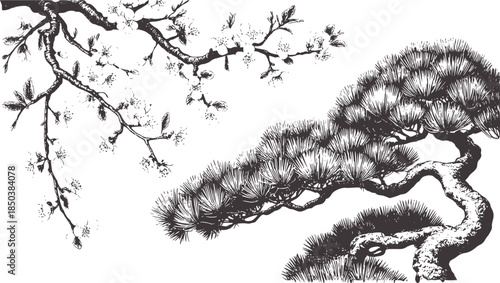 Detailed black and white botanical of tree branches and pine foliage