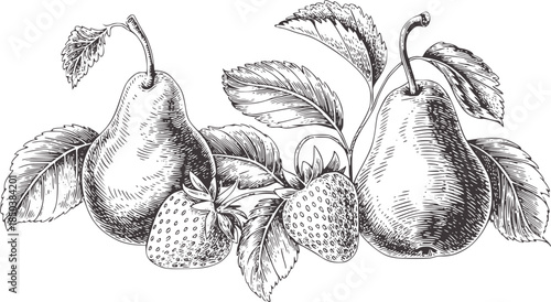 Detailed black and white etching style of pears and strawberries with leaves
