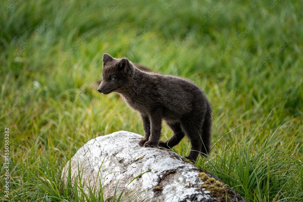 Fototapeta premium A young brown, grey polarfox on Iceland