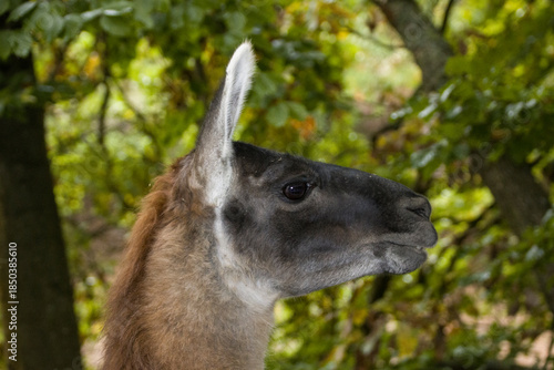 Reh (Capreolus capreolus) - Portrait