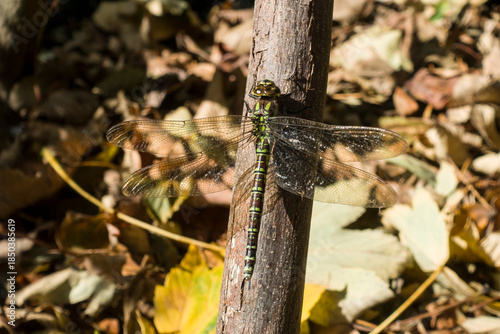 Blaugrüne Mosaikjungfer (Aeshna cyanea)