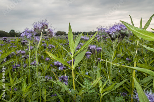 Rainfarn-Phazelie (Phacelia tanacetifolia)