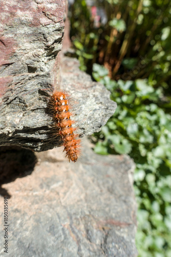 Raupe einer Ampfereule (Acronicta rumicis)