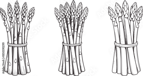 Black and white line bundle of asparagus stalks tied