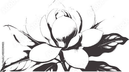 Detailed black and white botanical of a magnolia flower