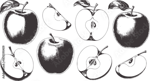 Detailed black and white botanical of apples whole and cross sectioned