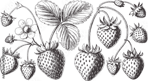 Detailed black and white botanical engraving of strawberries and foliage