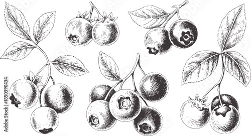 Detailed black and white botanical of berries and leaves