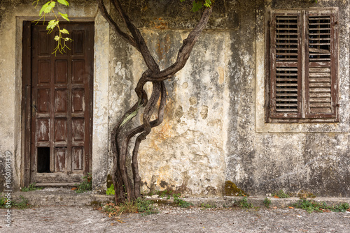 Old wall with climbing vines, doorway, and window with missing slats