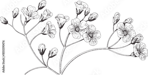 Detailed black and white botanical of flowering stems