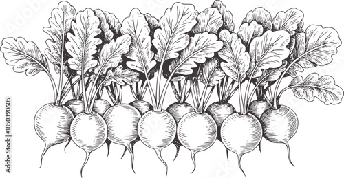 Detailed black and white line of radishes with leaves