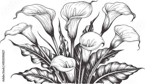 Detailed black and white of calla lilies arrangement