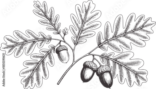 Detailed black and white oak leaves and acorns botanical