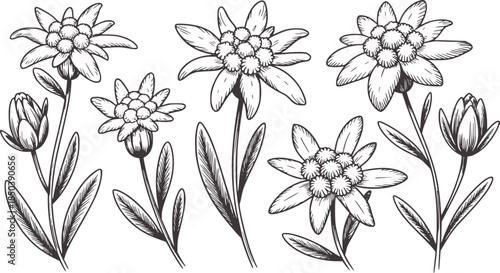 Detailed monochrome botanical of edelweiss flowers and buds