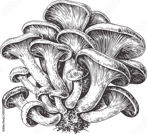Detailed monochrome of oyster mushrooms cluster botanical