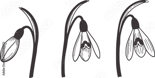 Minimalist black ink botanical snowdrop flower stages