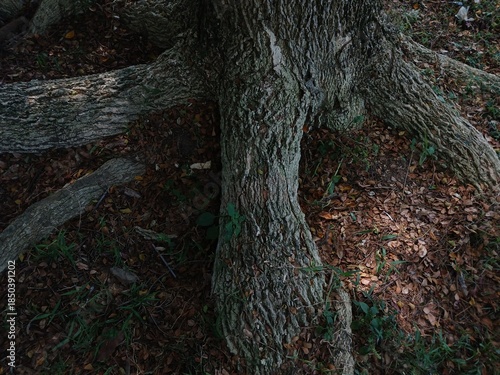 Big Roots Tree in the Public Space