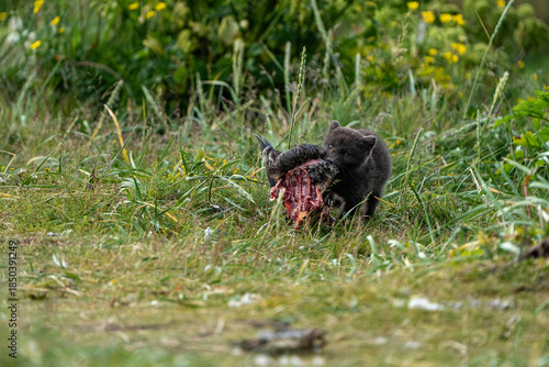 A young brown, grey polarfox on Iceland