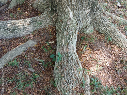 Big Roots Tree in the Public Space