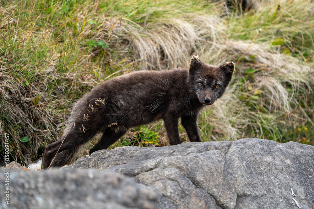 Fototapeta premium A young brown, grey polarfox on Iceland