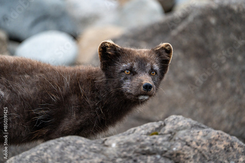 A young brown, grey polarfox on Iceland