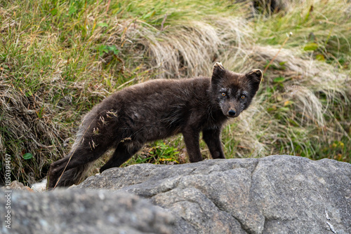 A young brown, grey polarfox on Iceland
