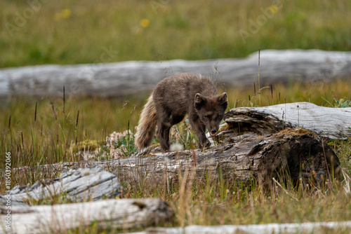 A young brown, grey polarfox on Iceland