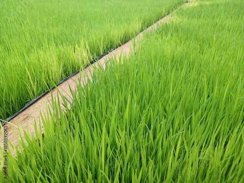 Rice Nursery in The Yard
