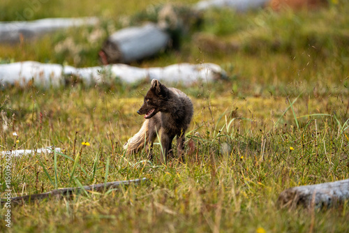 A young brown, grey polarfox on Iceland
