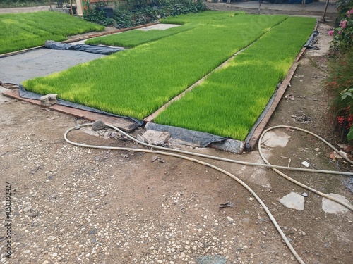 Rice Nursery in The Yard
