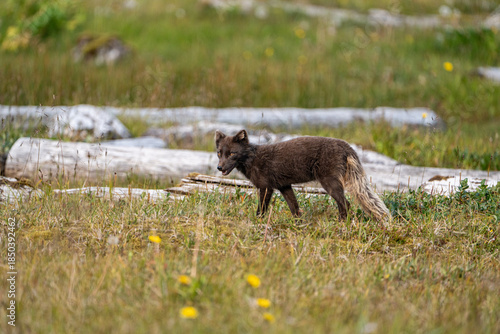 A young brown, grey polarfox on Iceland