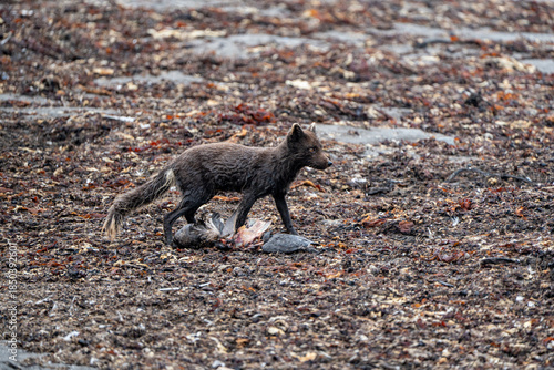 A young brown, grey polarfox on Iceland
