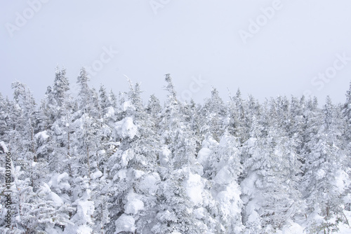 Φωτογραφία Canopy of the boreal forest covered in snow on a freezing winter day