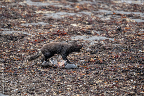 A young brown, grey polarfox on Iceland