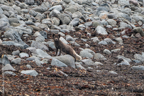 A young brown, grey polarfox on Iceland