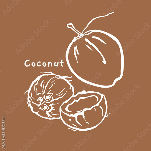 Coconut hand drawn vector illustration, for natural product packaging	