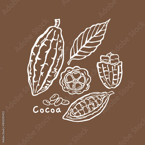 Cocoa chocolate hand drawn vector illustration, for natural product packaging	