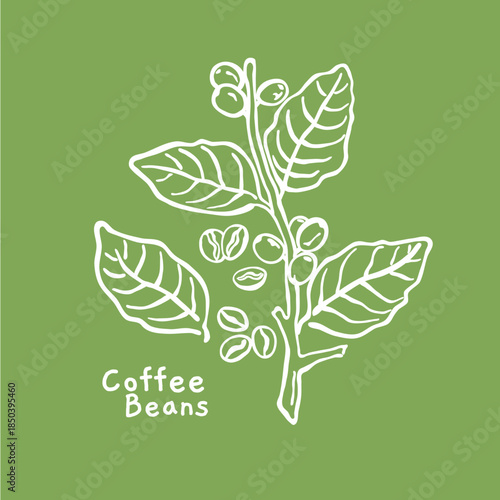 Coffee beans hand drawn vector illustration, for natural product packaging	