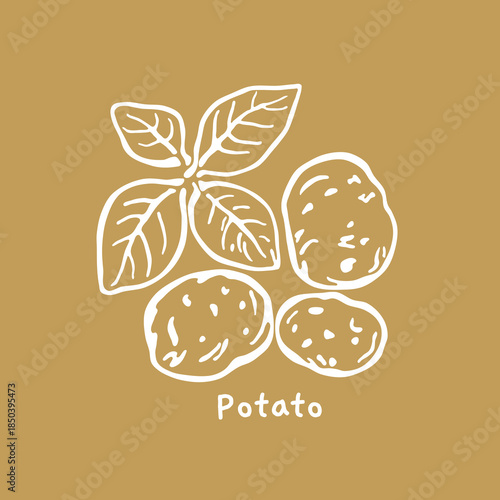 Potato hand drawn vector illustration, for natural product packaging	