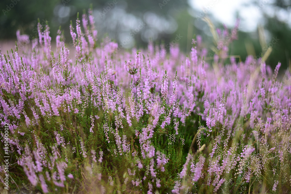 Fototapeta premium macro shot of purple and pink Erica flowers. Macro view of blooming heather (Erica) flowers in purple and pink shades, higligthing delicate petals and intricate floral details in close-up
