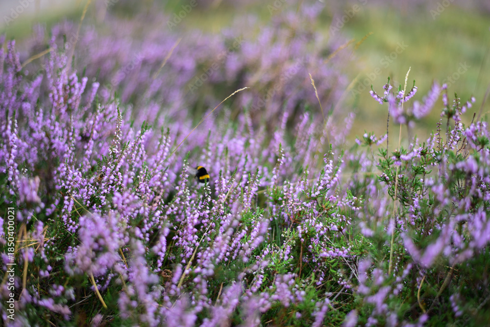 Fototapeta premium Macro of purple and pink heather with bumblebee. Macro close-up of blooming heather (Erica) flowers in purple and pink shades, with a bumblebee perched on the petals, highlighting intricate floral 