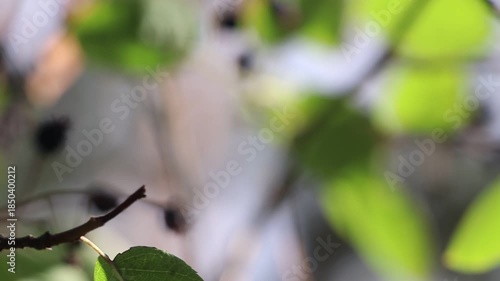 Close up of green leaves and dark berries. Ideal for projects related to nature, healthy food, organic products, and botanical studies.