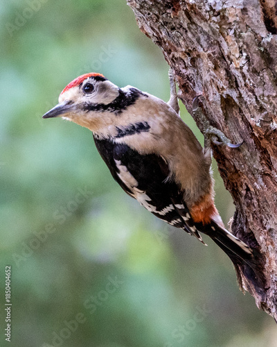 Greater spotted woodpecker looking for bugs and insects on a tree.