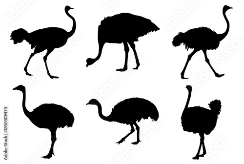 set of ostrich