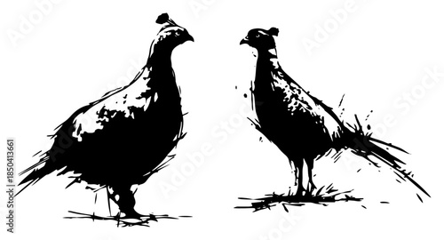 Pair of wild pheasant birds illustrated in black ink
