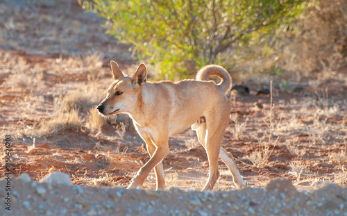Wild dingo in the remote outback of South Australia.