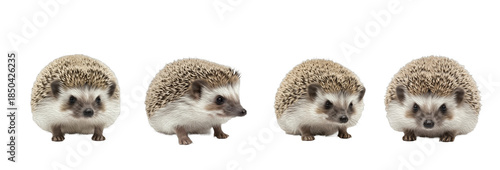 Set of Hedgehog Collection, Cute Spiny Mammal in Natural Poses, Detailed Wildlife Animal Illustration, isolated on transparent png background, oil paint