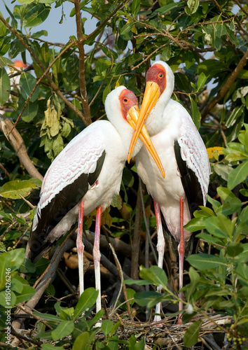 Africa,  Botswana yellow billed storks at a nest.