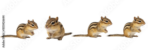 Set of realistic chipmunk collection isolated on transparent PNG background, oil paint